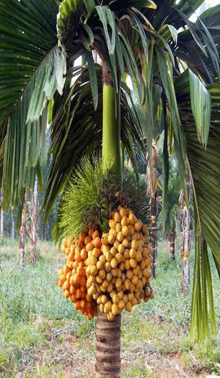 QUALITY CROPS